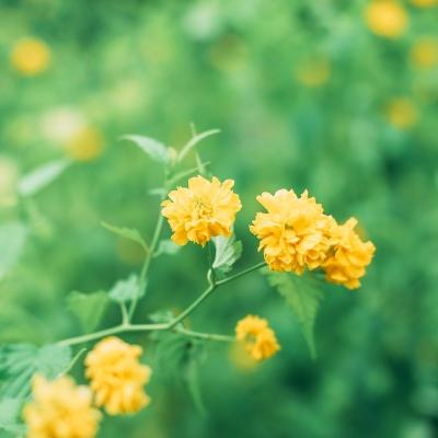 4399版弹弹岛战纪下载
